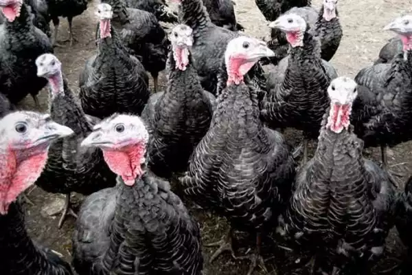 Recession Wahala: Man Allegedly Steals 100 Turkeys, 40 Cockerels, See What Will Happen To Him